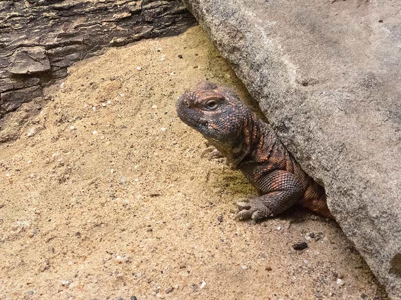 Nordafrikanische Dornschwanzagame am 9. September 2018 im Schaugehege im Vogelhaus im Grünen Zoo Wuppertal