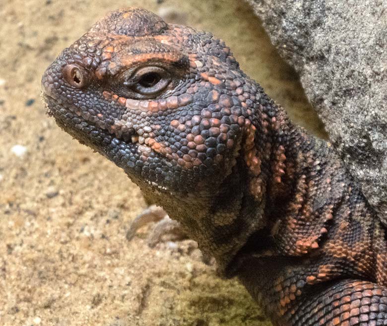 Nordafrikanische Dornschwanzagame am 9. September 2018 im Schaugehege im Vogelhaus im Wuppertaler Zoo