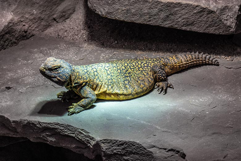 Nordafrikanische Dornschwanzagame am 30. Januar 2023 im Vogel-Haus im Grünen Zoo Wuppertal