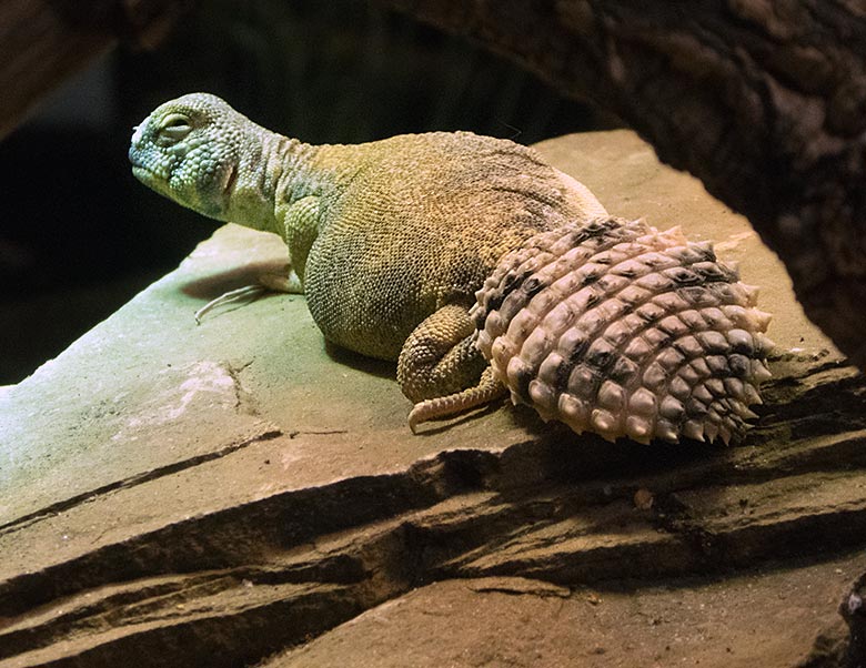 Oman-Dornschwanzagame am 19. Juni 2019 im Terrarium im Grünen Zoo Wuppertal