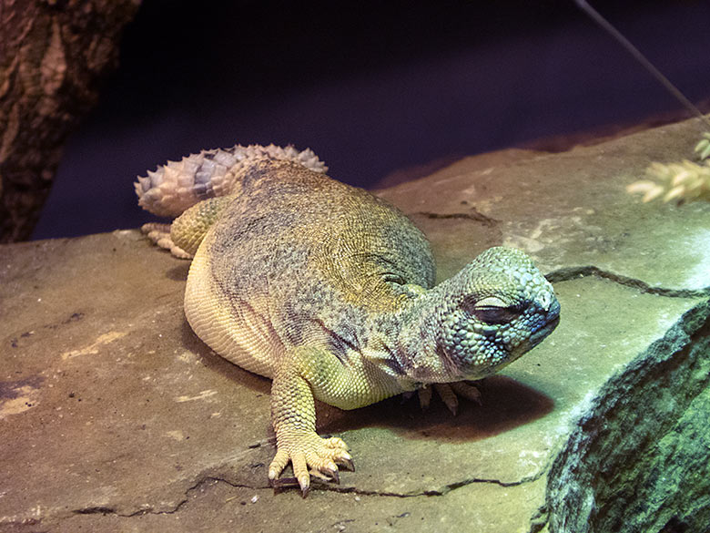 Oman-Dornschwanzagame am 19. Juni 2019 im Terrarium im Wuppertaler Zoo