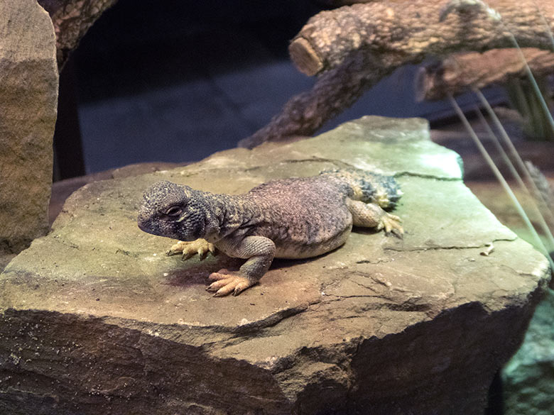 Oman-Dornschwanzagame am 20. Juni 2019 im Terrarium im Zoologischen Garten Wuppertal