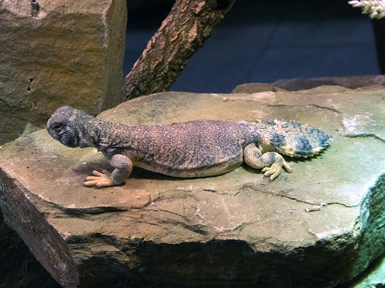 Oman-Dornschwanzagame am 20. Juni 2019 im Terrarium im Grünen Zoo Wuppertal