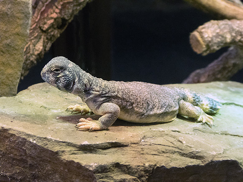 Oman-Dornschwanzagame am 20. Juni 2019 im Terrarium im Wuppertaler Zoo