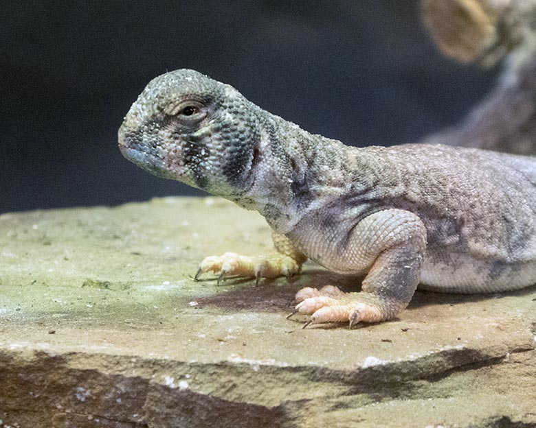 Oman-Dornschwanzagame am 20. Juni 2019 im Terrarium im Zoo Wuppertal