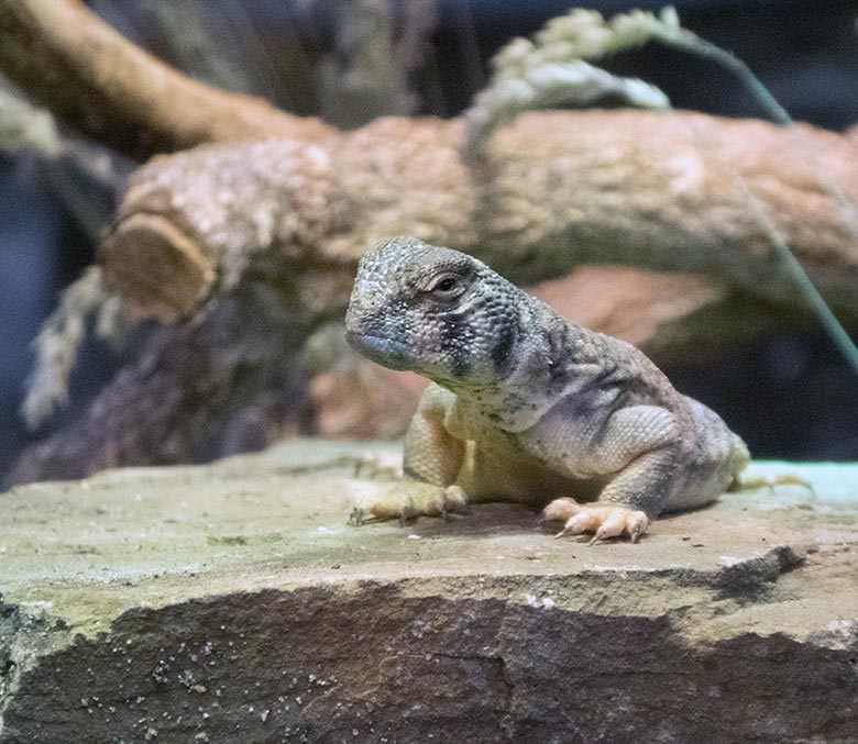 Oman-Dornschwanzagame am 20. Juni 2019 im Terrarium im Zoologischen Garten der Stadt Wuppertal