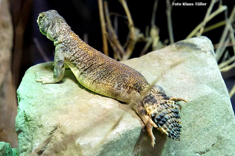 Oman-Dornschwanzagame am 15. Oktober 2019 im Terrarium im Grünen Zoo Wuppertal (Foto Klaus Tüller)