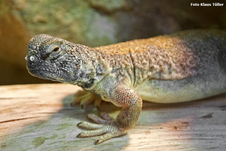 Oman-Dornschwanzagame am 25. Oktober 2019 im Terrarium im Zoologischen Garten Wuppertal (Foto Klaus Tüller)