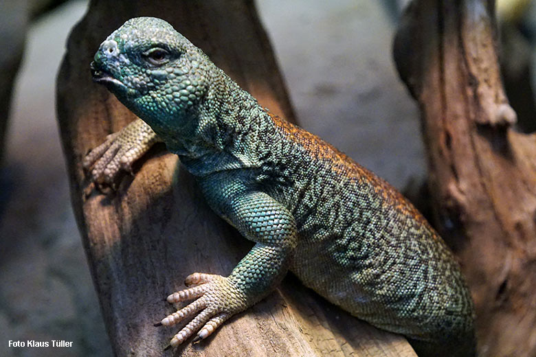 Männliche Oman-Dornschwanzagame am 14. November 2021 im Terrarium im Grünen Zoo Wuppertal (Foto Klaus Tüller)