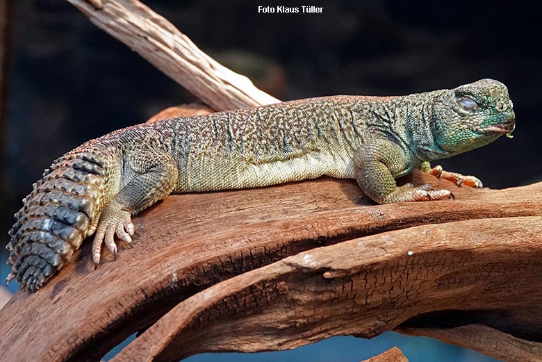 Oman- Dornschwanzagame am 21. Dezember 2021 im Terrarium im Wuppertaler Zoo (Foto Klaus Tüller)