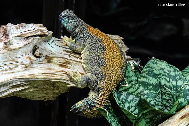 Oman-Dornschwanzagame am 2. Januar 2022 im Terrarium im Grünen Zoo Wuppertal (Foto Klaus Tüller)