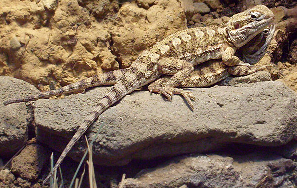 Zwergbartagamen im Wuppertaler Zoo im April 2008