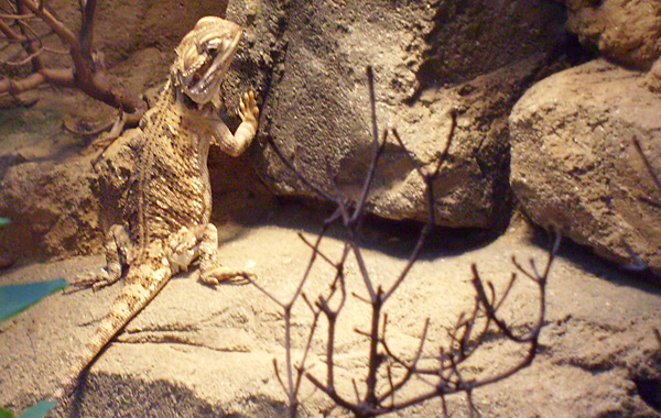 Zwergbartagame im Wuppertaler Zoo im Februar 2009