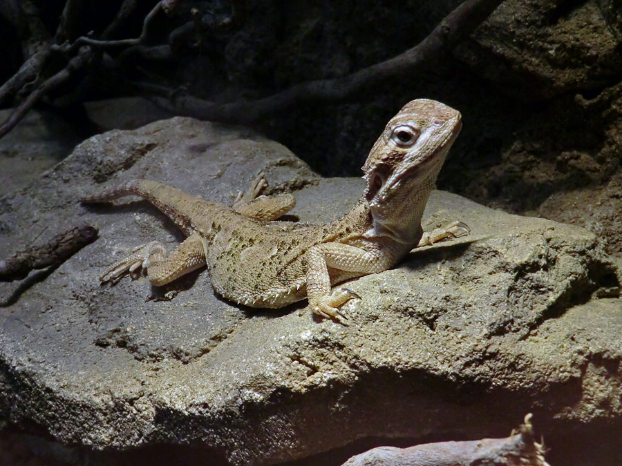 Zwergbartagame im Zoo Wuppertal im Dezember 2012