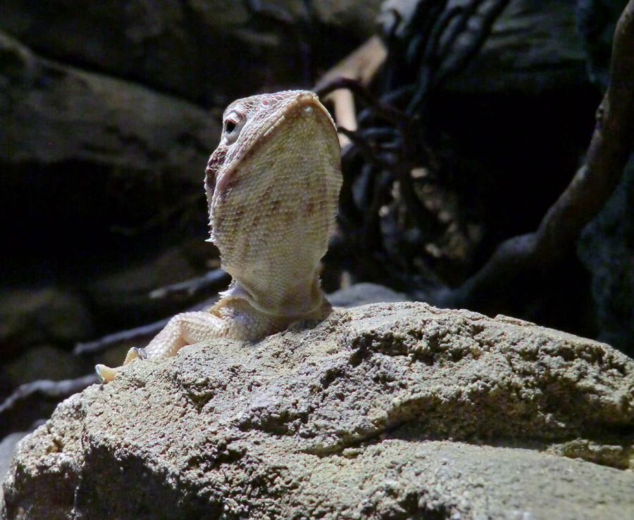 Zwergbartagame im Zoologischen Garten Wuppertal im Dezember 2012