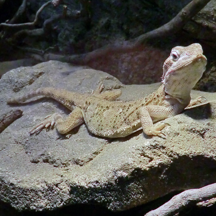 Zwergbartagame im Wuppertaler Zoo im Dezember 2012