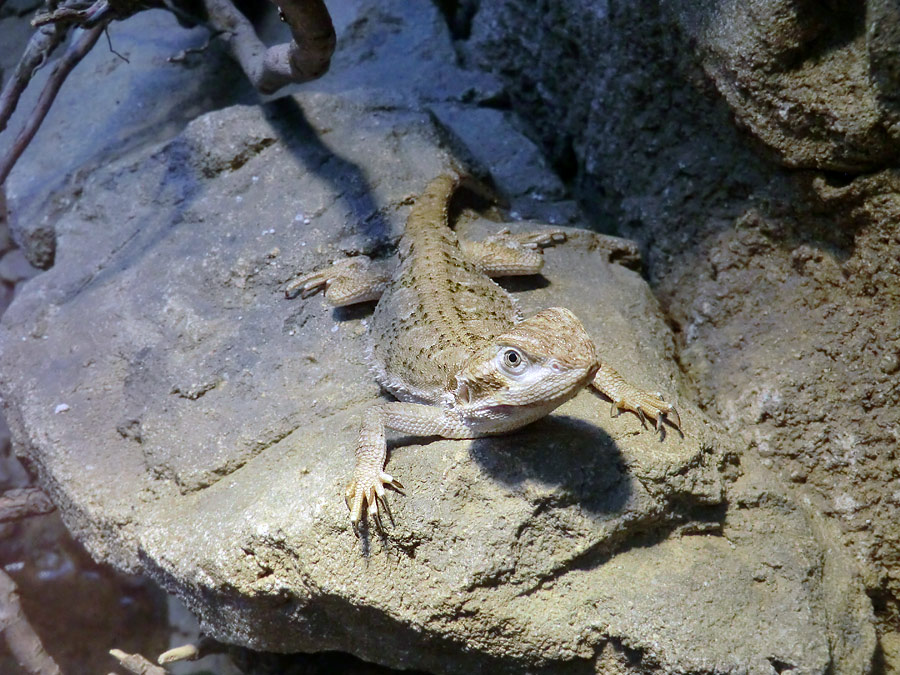 Zwergbartagame im Zoologischen Garten Wuppertal im Dezember 2012