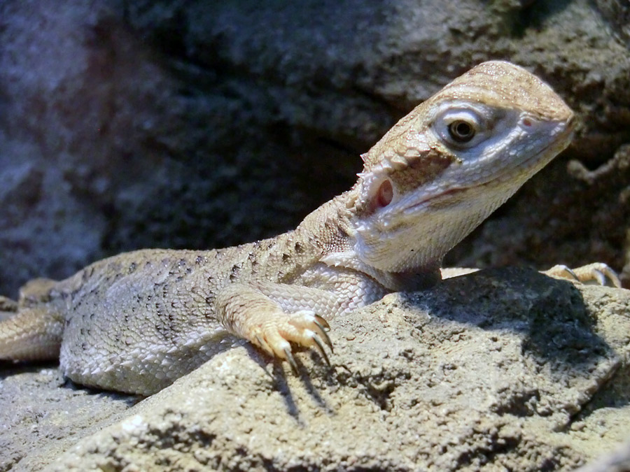 Zwergbartagame im Zoo Wuppertal im Dezember 2012