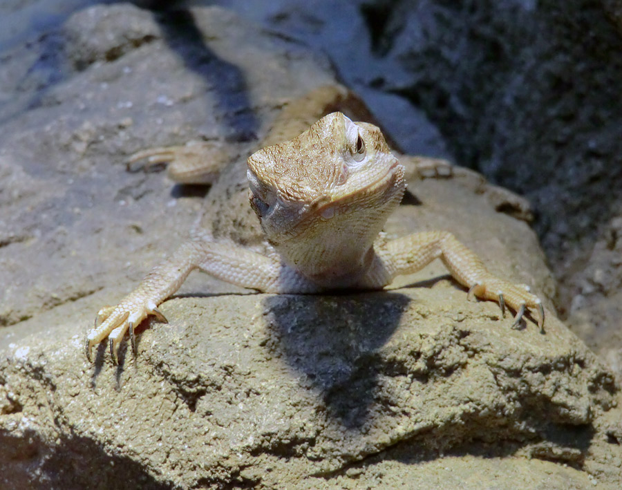 Zwergbartagame im Wuppertaler Zoo im Dezember 2012