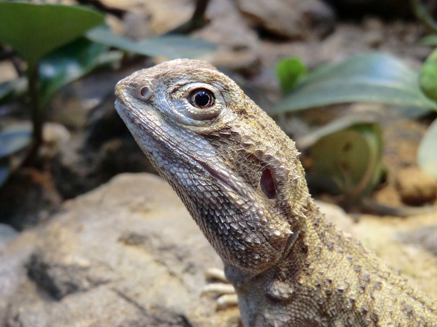 Zwergbartagame im Zoo Wuppertal im Dezember 2012