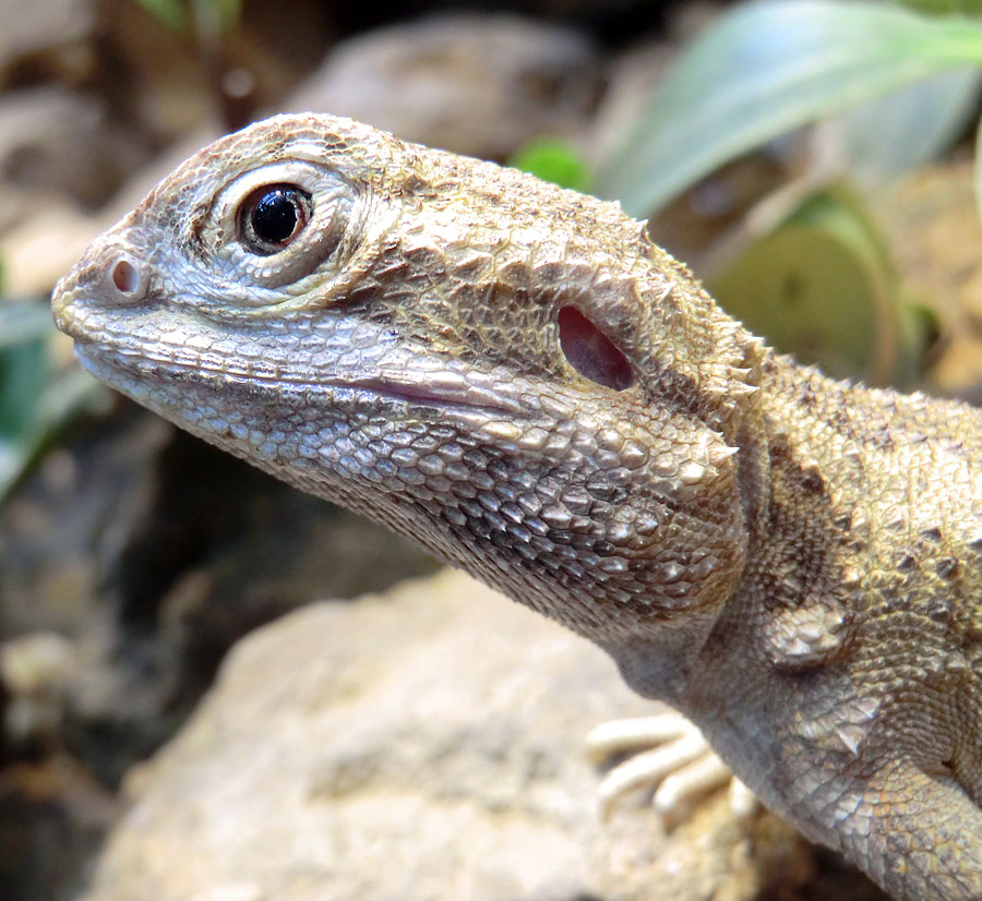 Zwergbartagame im Zoologischen Garten Wuppertal im Dezember 2012