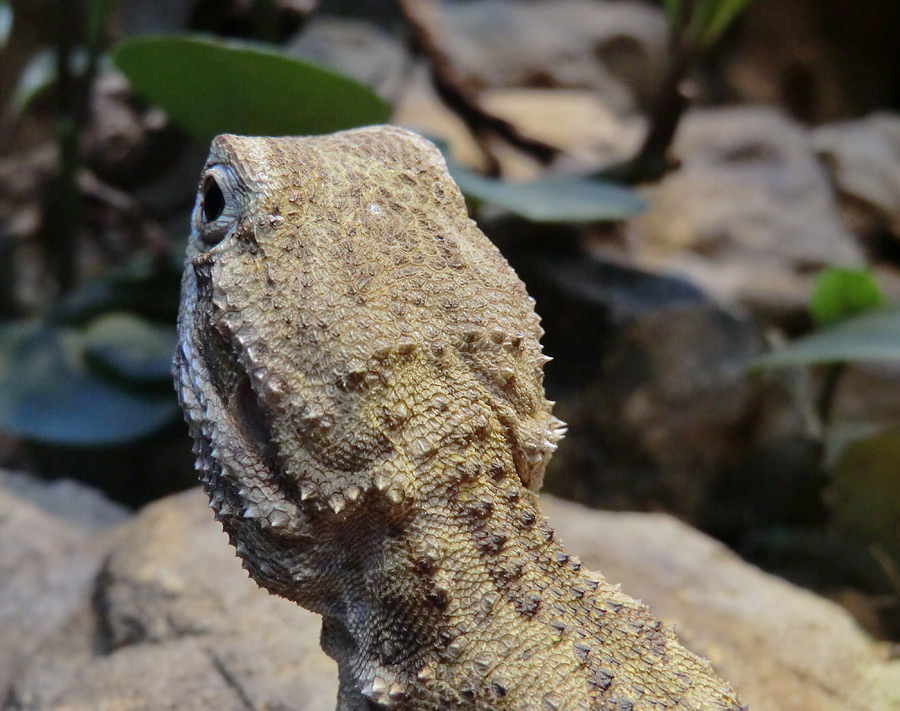 Zwergbartagame im Wuppertaler Zoo im Dezember 2012