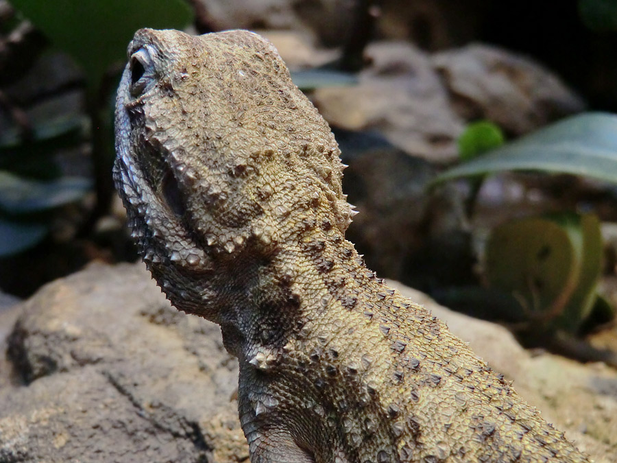 Zwergbartagame im Zoo Wuppertal im Dezember 2012