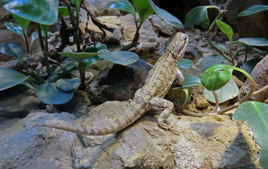 Zwergbartagame im Zoologischen Garten Wuppertal im Dezember 2012