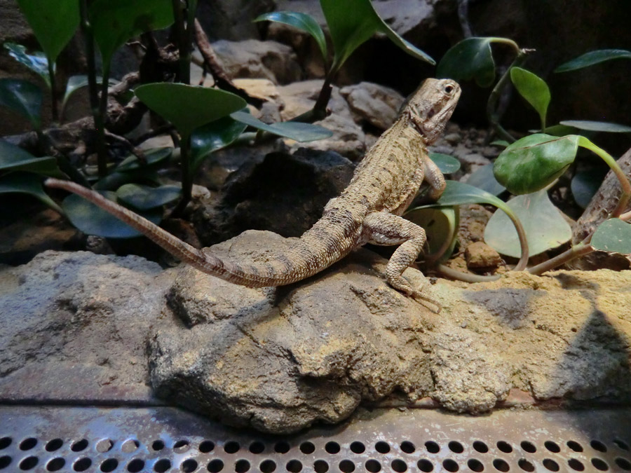 Zwergbartagame im Wuppertaler Zoo im Dezember 2012