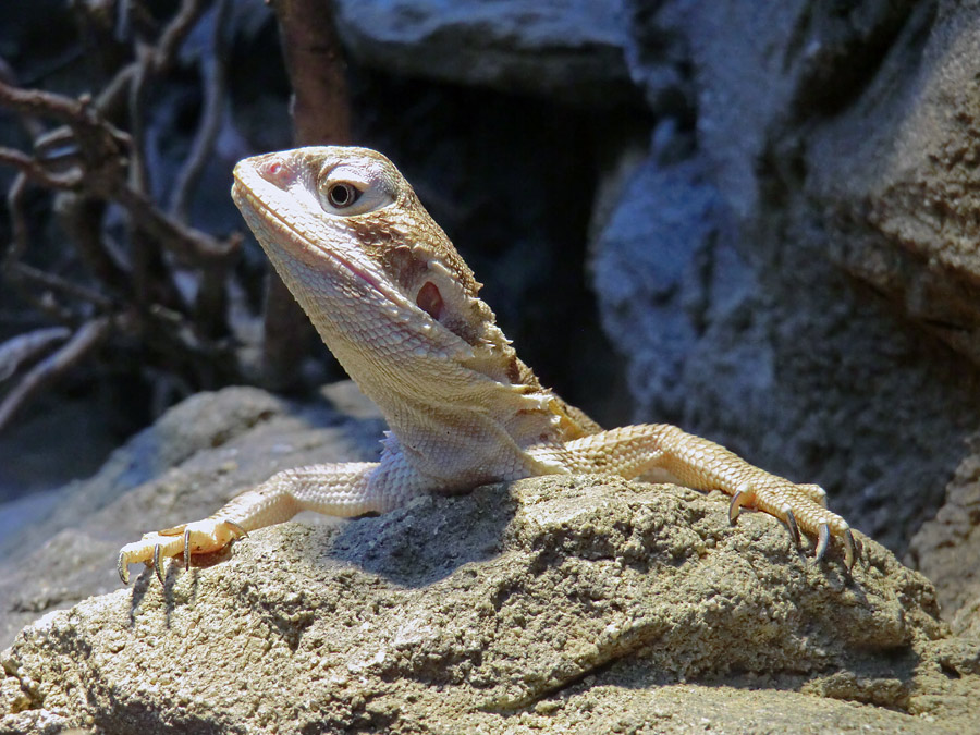 Zwergbartagame im Zoo Wuppertal im Dezember 2012