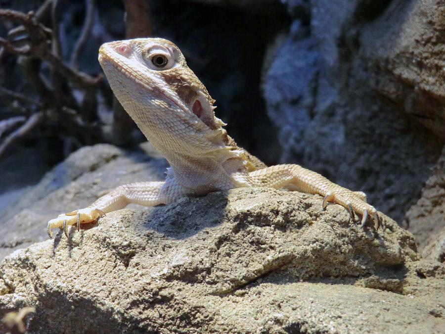 Zwergbartagame im Zoologischen Garten Wuppertal im Dezember 2012