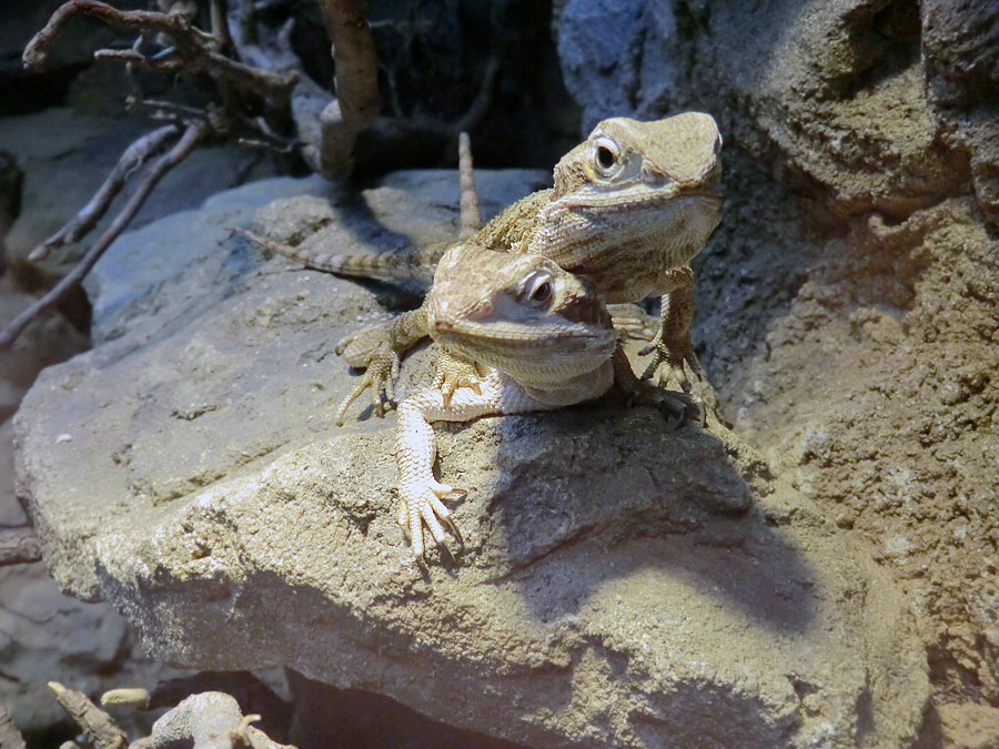 Zwergbartagamen im Wuppertaler Zoo im Dezember 2012