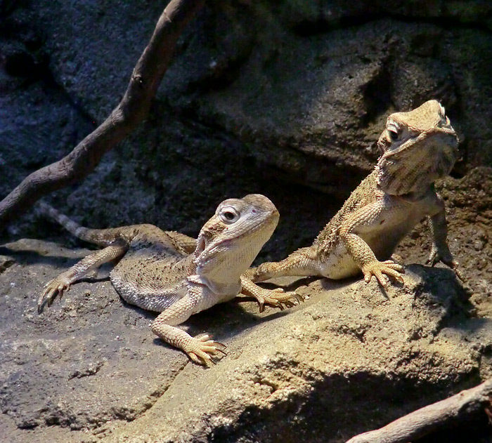 Zwergbartagamen im Wuppertaler Zoo im Dezember 2012