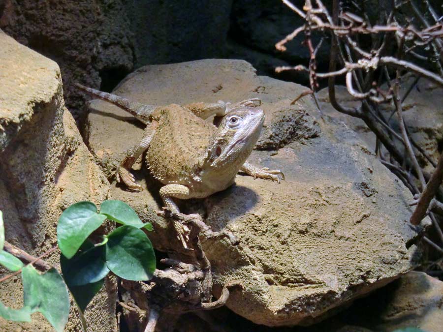 Zwergbartagame im Wuppertaler Zoo im Januar 2014