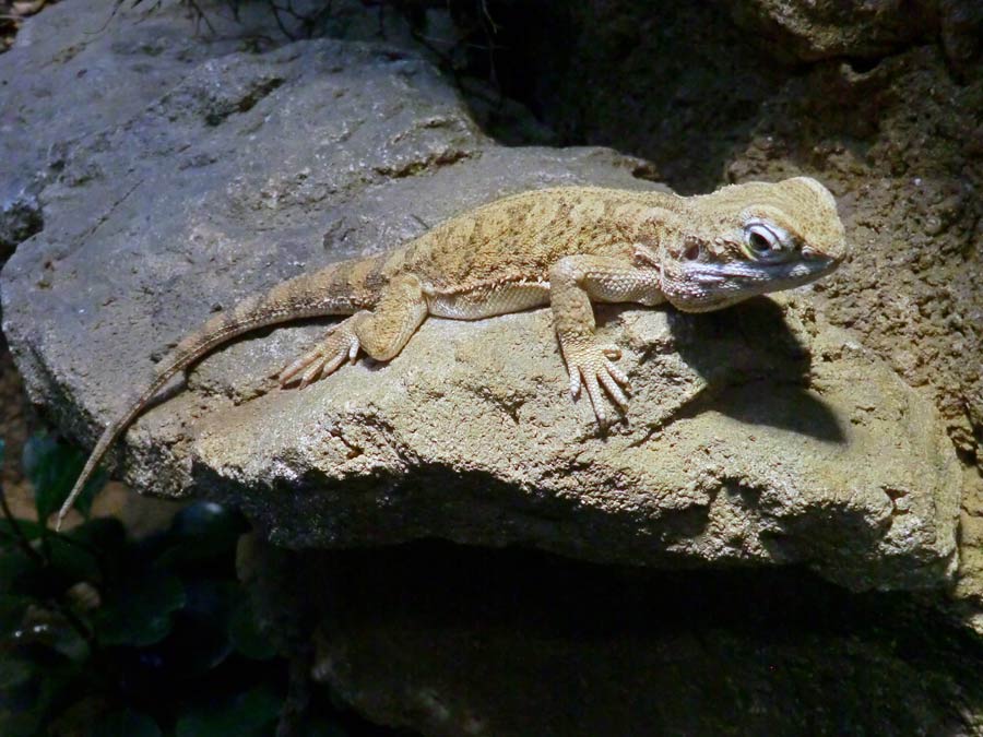 Zwergbartagame im Zoo Wuppertal im Januar 2014