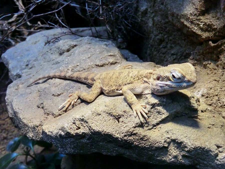 Zwergbartagame im Zoologischen Garten Wuppertal im März 2014