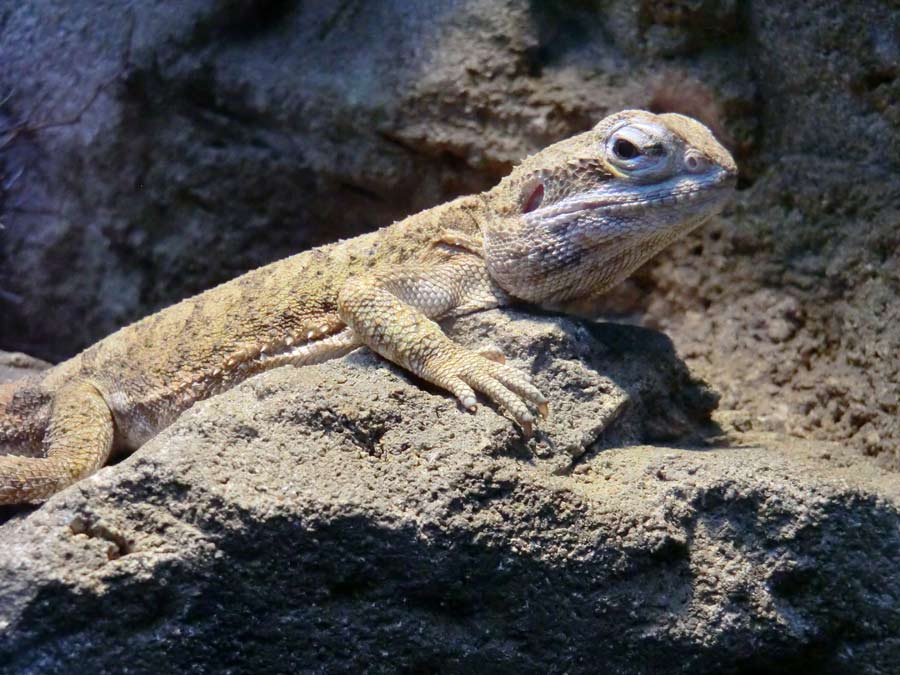 Zwergbartagame im Zoo Wuppertal im März 2014