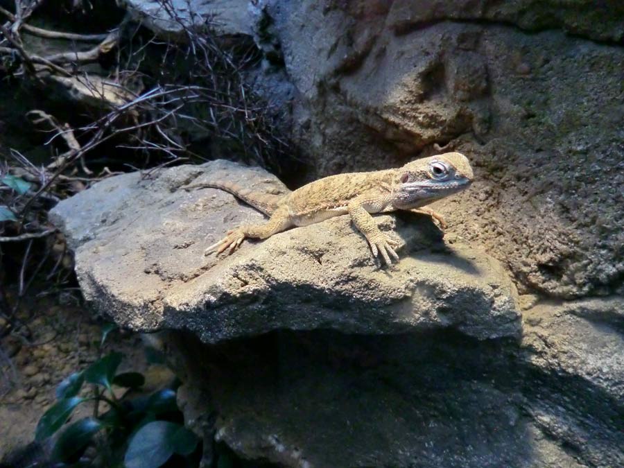 Zwergbartagame im Zoologischen Garten Wuppertal im März 2014