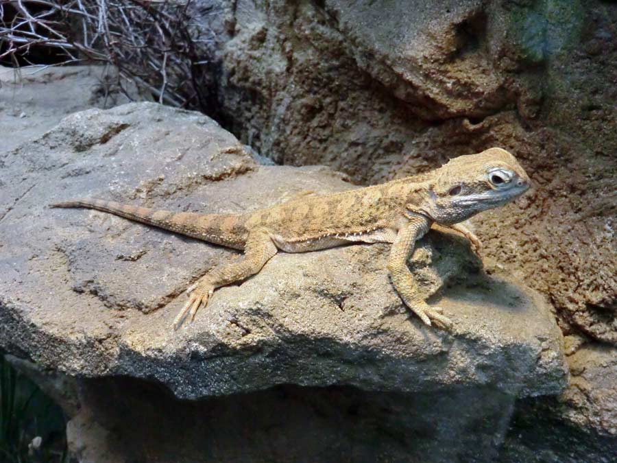 Zwergbartagame im Zoologischen Garten Wuppertal im Mai 2014