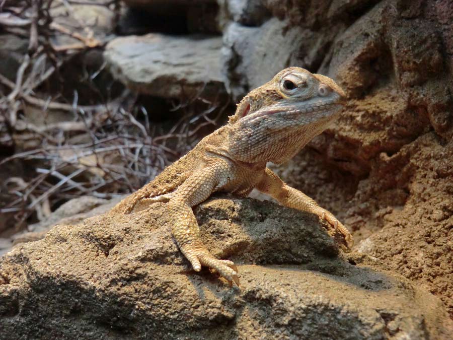 Zwergbartagame im Wuppertaler Zoo im Mai 2014