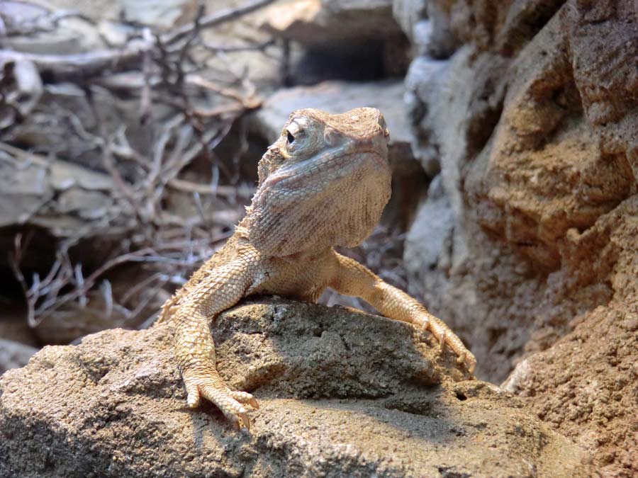 Zwergbartagame im Zoo Wuppertal im Mai 2014