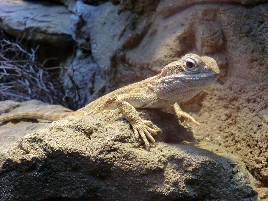 Zwergbartagame im Zoo Wuppertal im Mai 2014