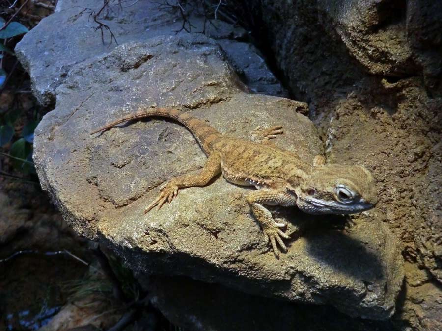 Zwergbartagame im Zoologischen Garten Wuppertal im Mai 2014