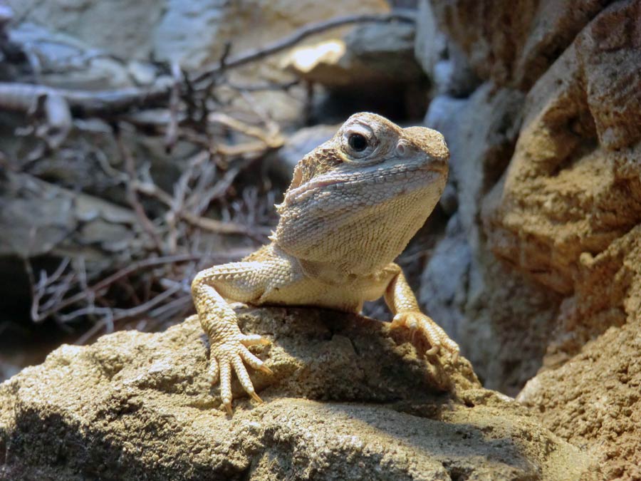 Zwergbartagame im Wuppertaler Zoo im Mai 2014