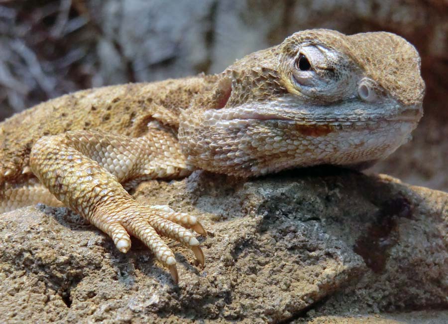 Zwergbartagame im Zoologischen Garten Wuppertal im Juni 2014