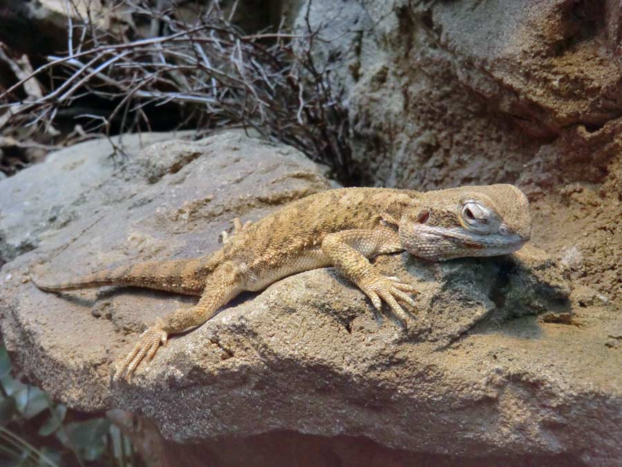 Zwergbartagame im Wuppertaler Zoo im Juni 2014