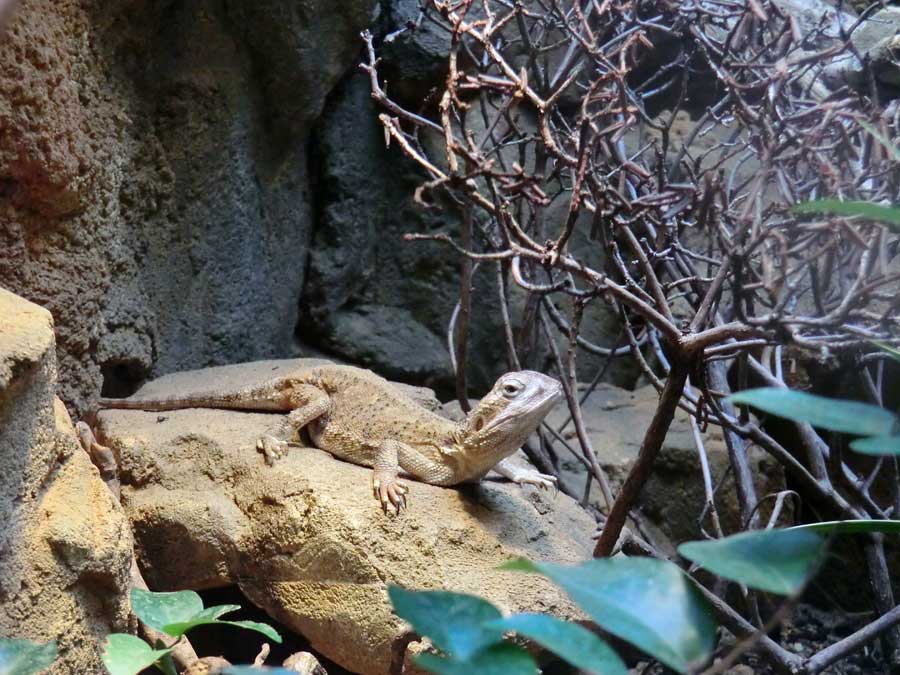 Zwergbartagame im Zoo Wuppertal im Juni 2014