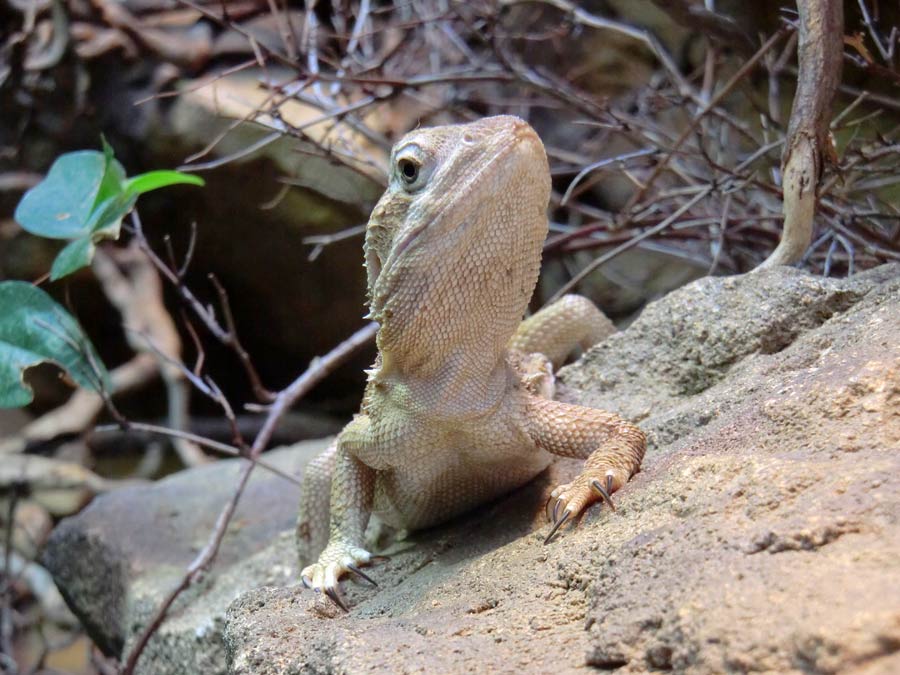 Zwergbartagame im Zoologischen Garten Wuppertal im Juli 2014