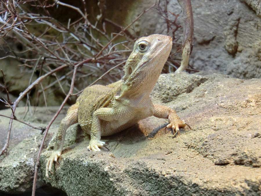 Zwergbartagame im Wuppertaler Zoo im Juli 2014