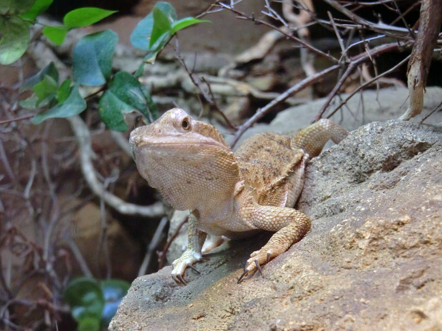 Zwergbartagame im Zoo Wuppertal im Juli 2014